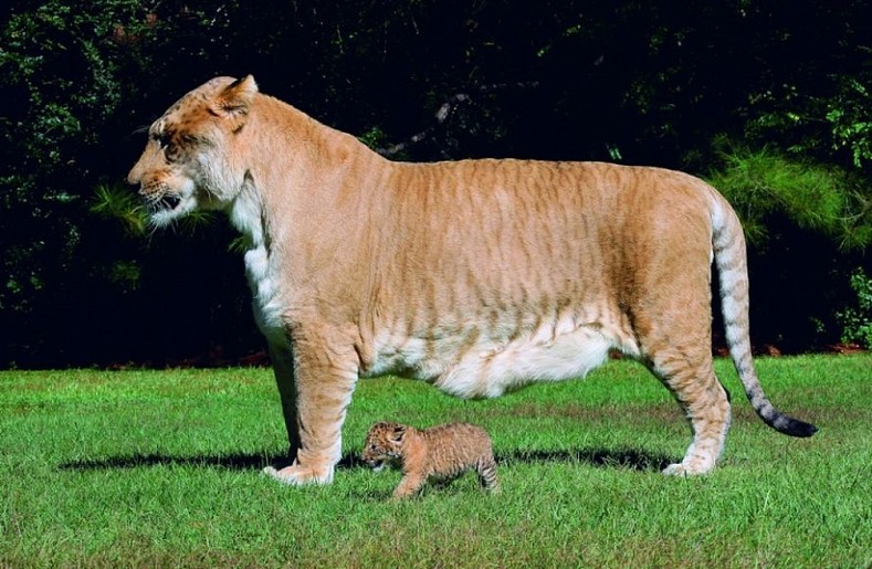 Самые большие животные в мире