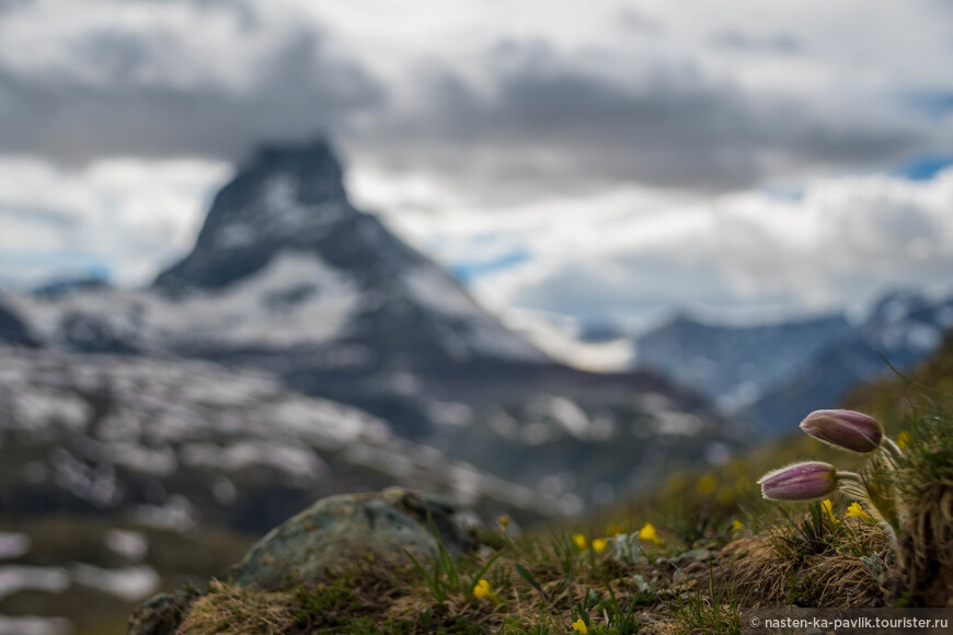 Прострел горный на фоне символа Швейцарии - горы Маттерхорн