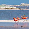 Фламинго в естественной среде обитания в заповеднике Селестун