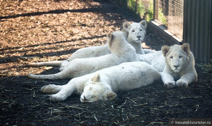 В 2014 году в зоопарке появились даже львята.
