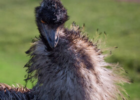 Крупнейшая австралийская птица Эму. Взгляд не очень приветливый.