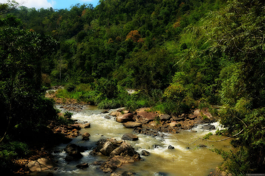 Река в дождевом лесу