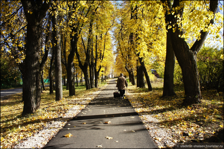 Аллея на Ленинградской улице