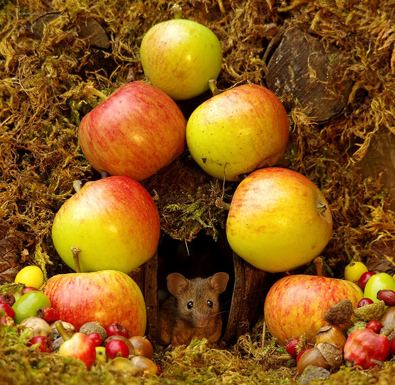 Фотограф нашел в саду семью мышей и сделал для них миниатюрную деревню! Получилось очень мило
