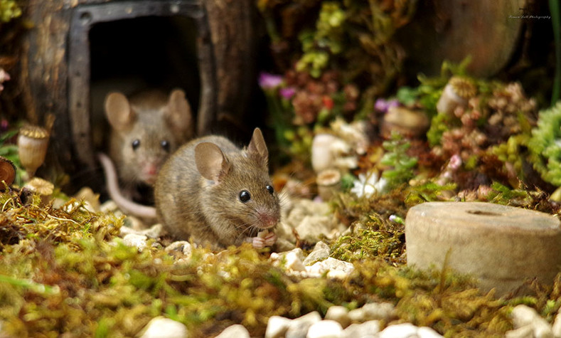 Фотограф нашел в саду семью мышей и сделал для них миниатюрную деревню! Получилось очень мило
