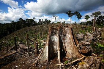 Тропические леса Амазонки стремительно исчезают 