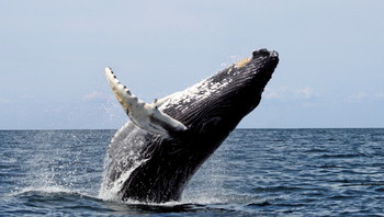 Доминикана приглашает туристов понаблюдать за китами