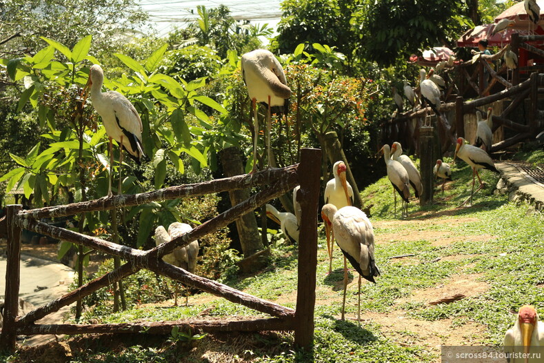 Парк птиц в Куала Лумпуре