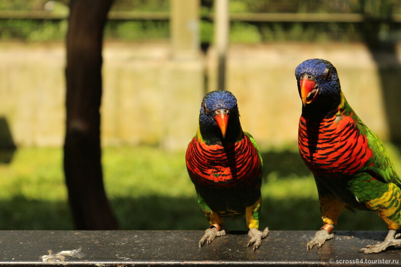 Парк птиц в Куала Лумпуре
