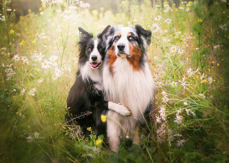 25 красочных снимков собак от юного фотографа-путешественника
