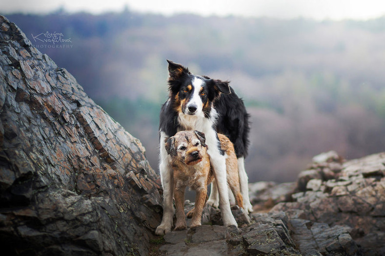 25 красочных снимков собак от юного фотографа-путешественника