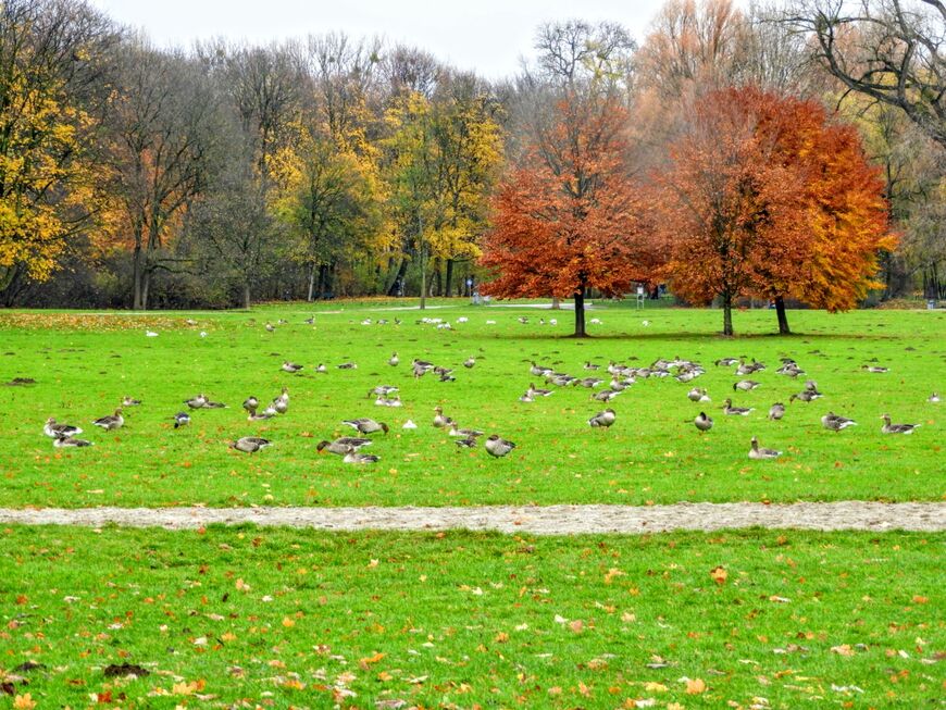 Английский сад (Englischer Garten)