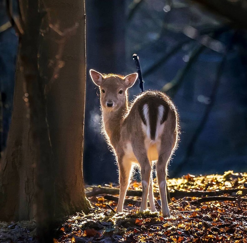 Сказочная природа Финляндии в фотографиях животных