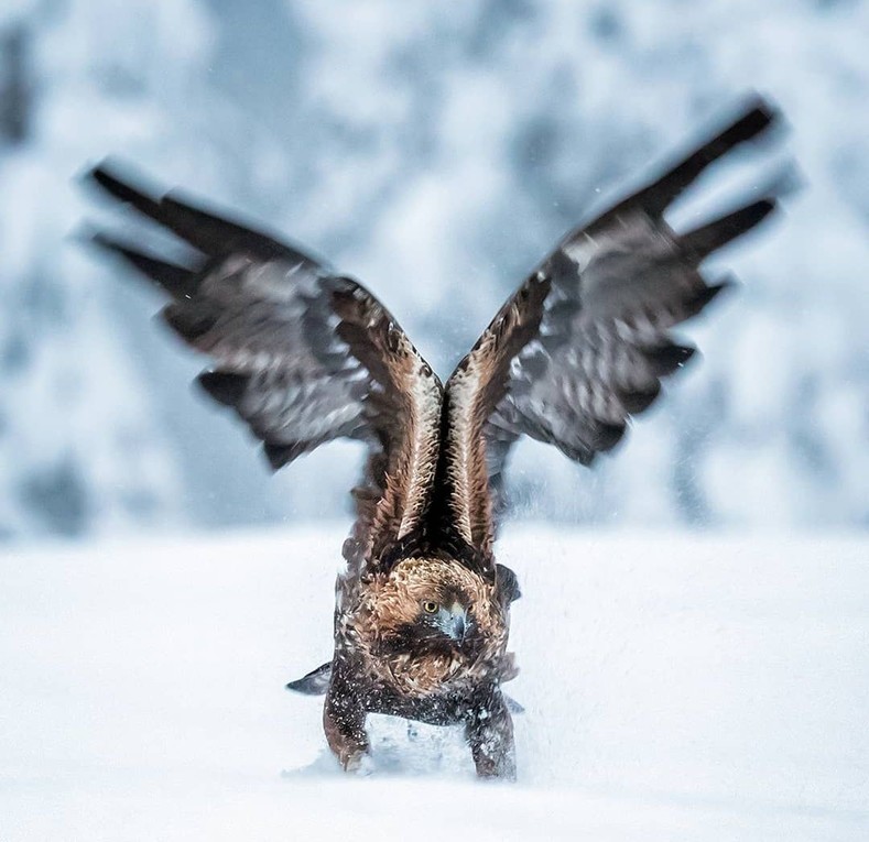 Сказочная природа Финляндии в фотографиях животных