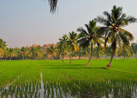 Местность вокруг Хампи гористая, а на равнинных участках раскинулись живописные рисовые поля по сенью пальм 