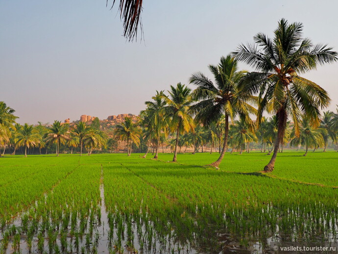 Местность вокруг Хампи гористая, а на равнинных участках раскинулись живописные рисовые поля по сенью пальм 