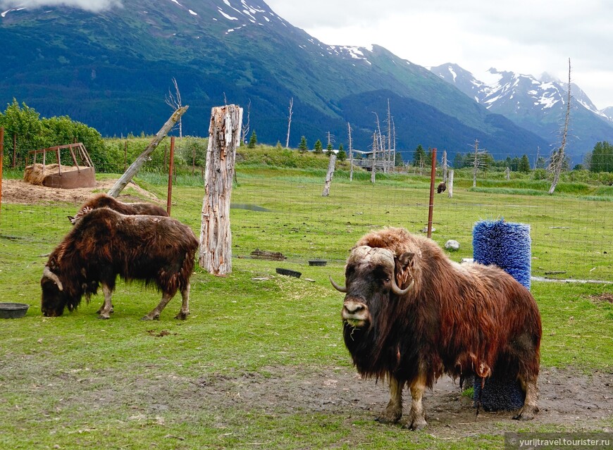 Аляска. ч.2 — Природа и животный мир на пути в НП Кеннаи