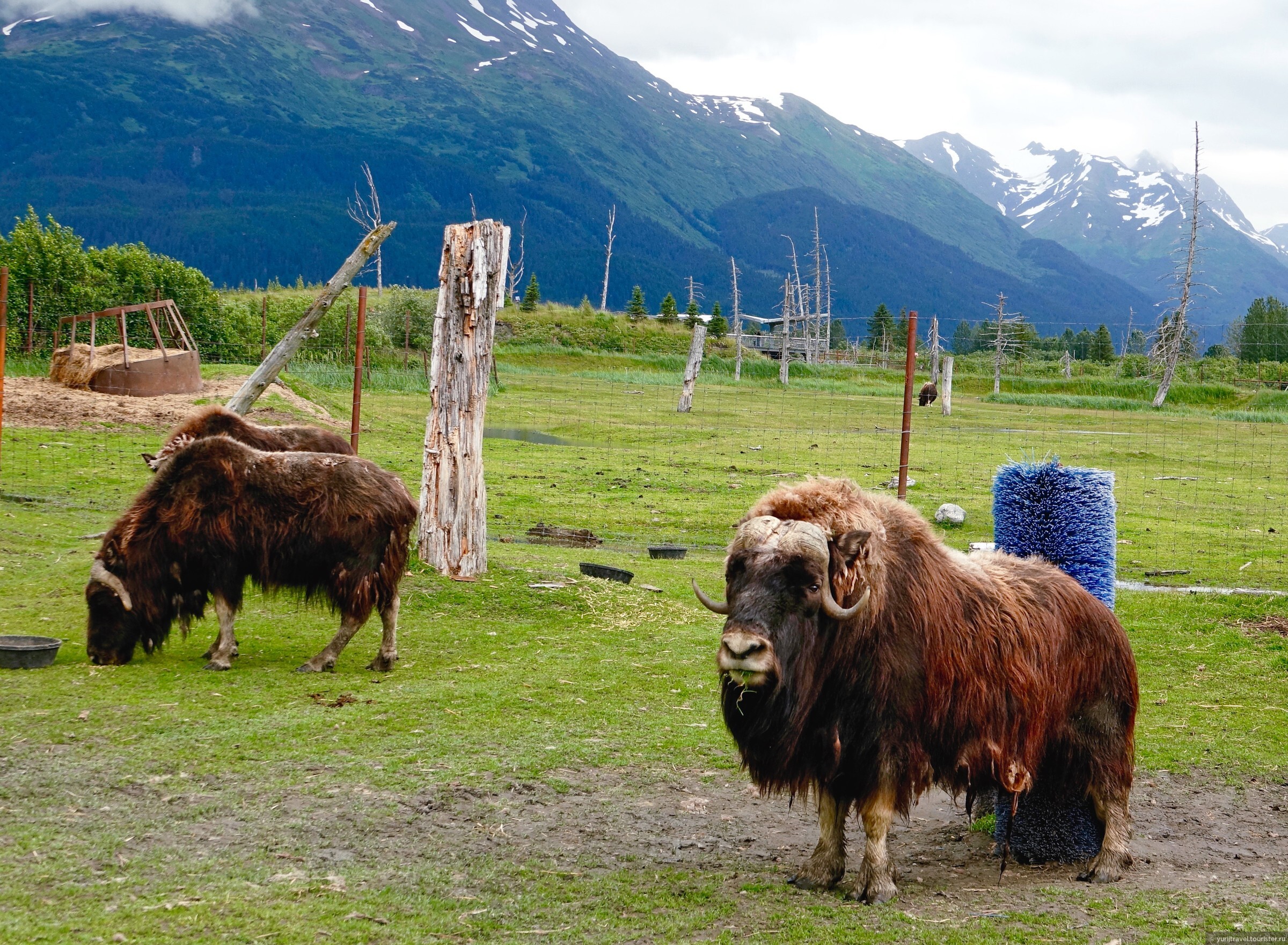 Бизон дома. Ферма овцебыков. Овцебык Домбай. Мускусный бык Аляски. Аляска природа животный мир.