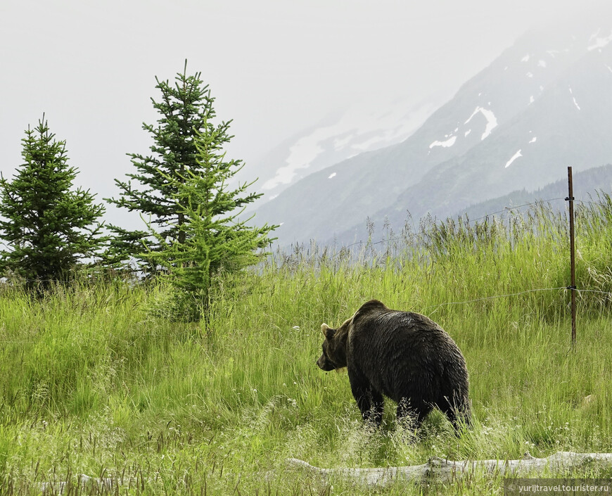 Аляска. ч.2 — Природа и животный мир на пути в НП Кеннаи