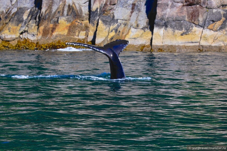 Аляска. ч.3 — китовая феерия в фиордах Кеннаи