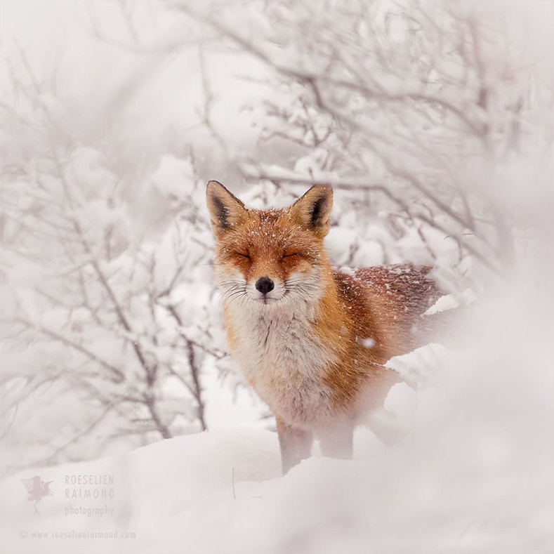 Лучшие снимки и интересный рассказ фотографа об очаровательных диких лисах