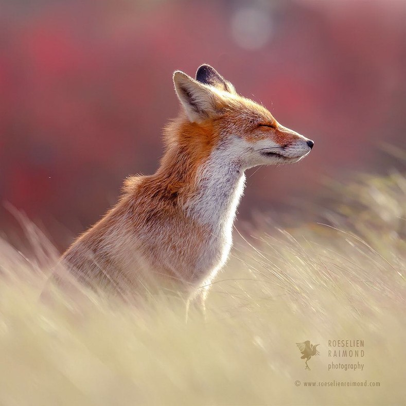 Лучшие снимки и интересный рассказ фотографа об очаровательных диких лисах