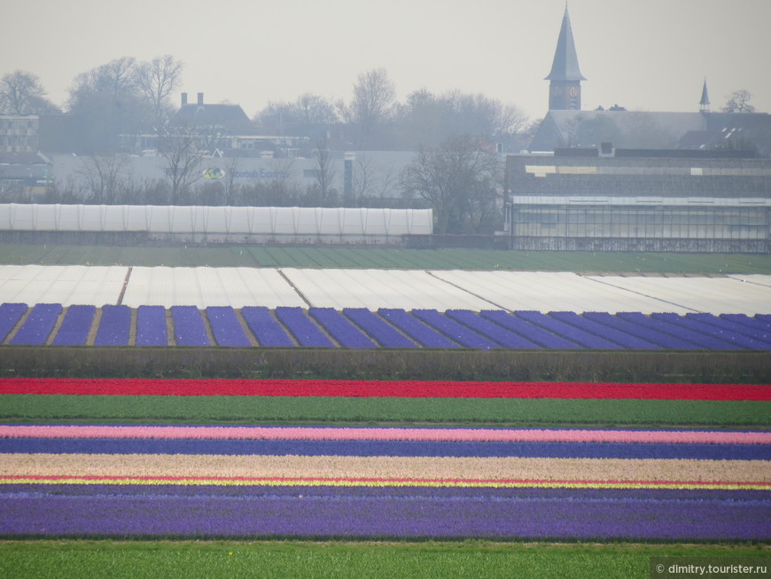 Амстердамщина цветочная. Класс однодольные. Семейство лилейные
