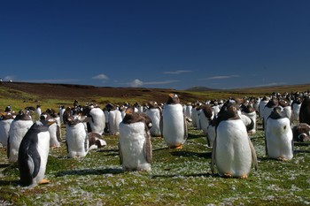 Остров с пингвинами в Фолклендском архипелаге выставлен на продажу