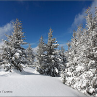 Зимняя мелодия Карпатских гор