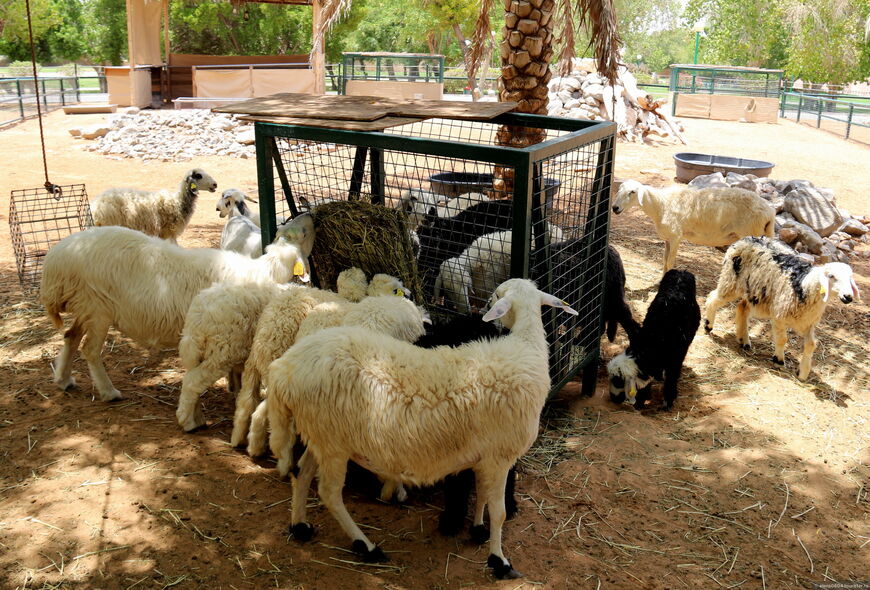Ферма с овечками
