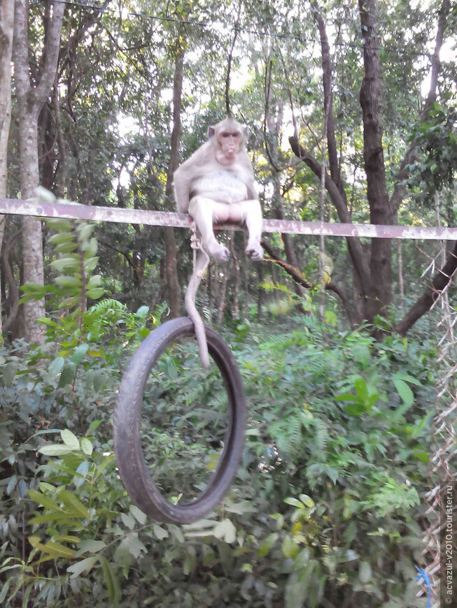 Камбоджа, где много-много диких обезьян...