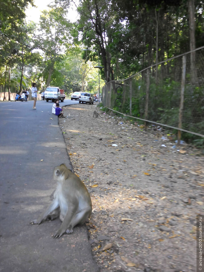 Камбоджа, где много-много диких обезьян...