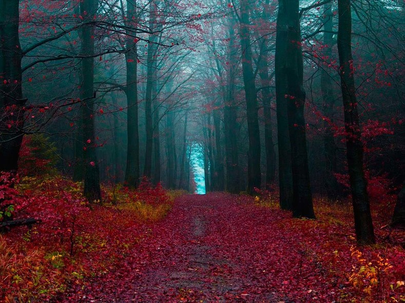 7 самых зловещих лесов, в которых идеально снимать фильмы ужасов