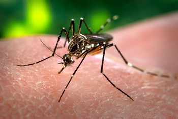 Туристов предупреждают о лихорадке денге в Бразилии