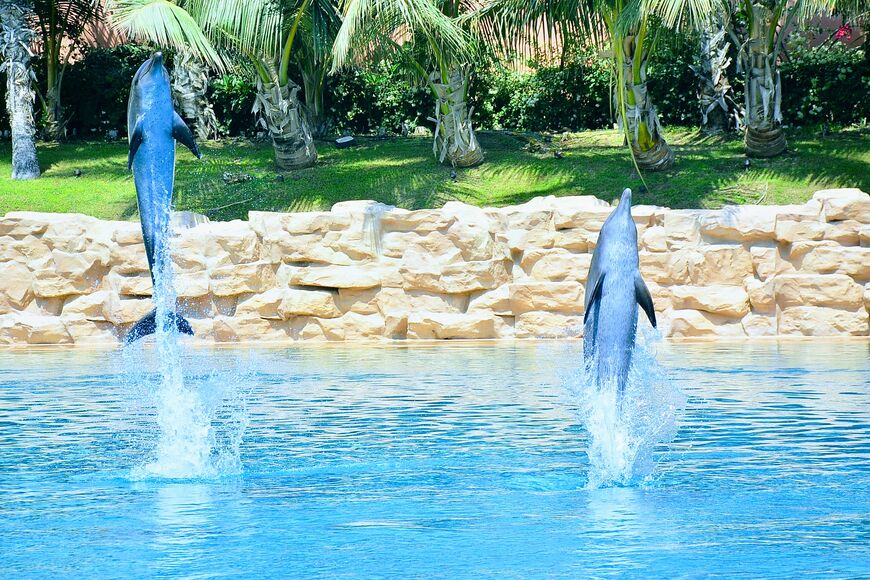 Залив дельфинов в Дубае