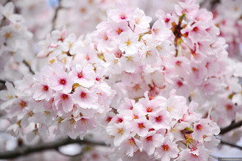 В Японии объявлены даты цветения сакуры