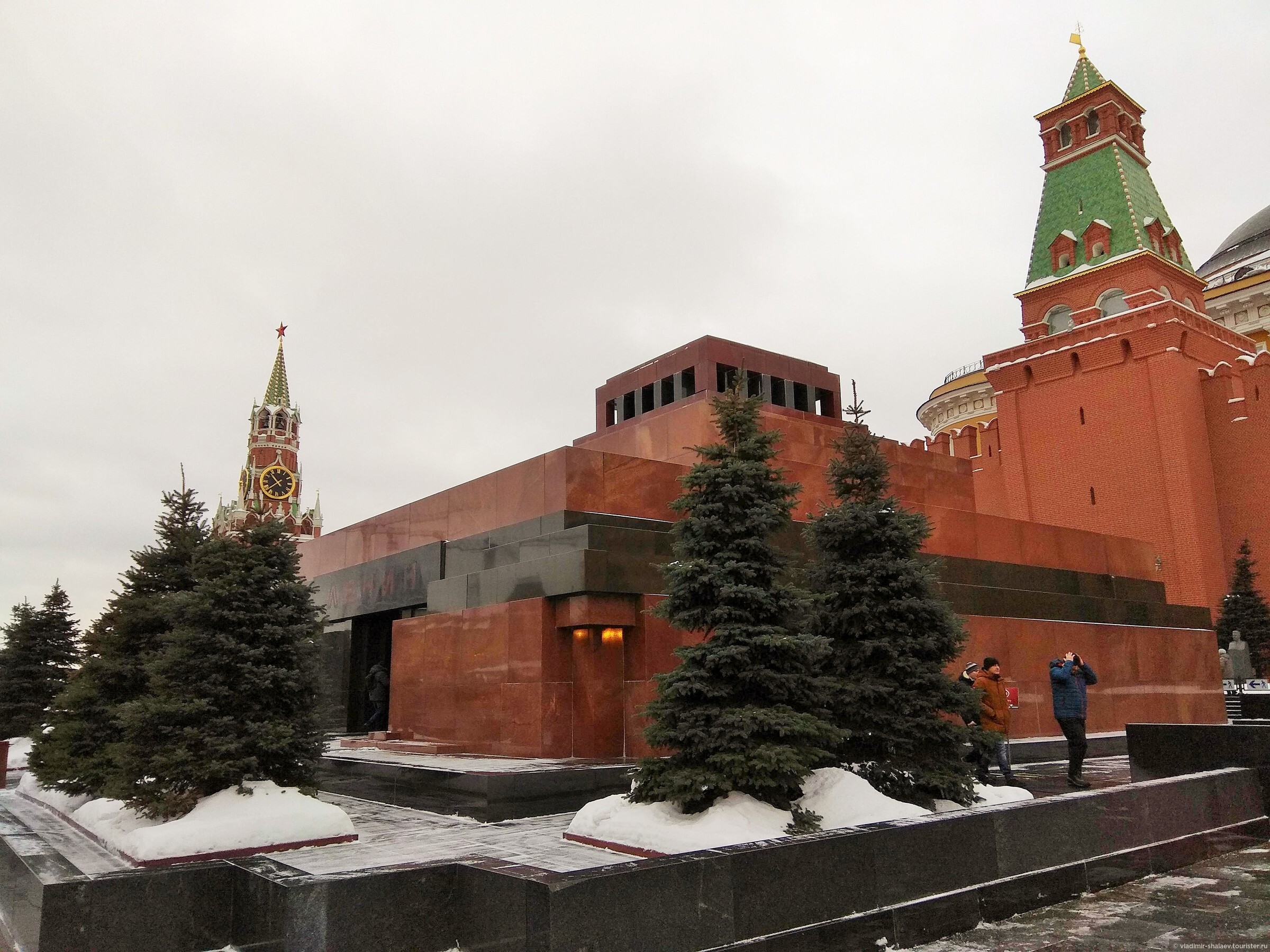 Голубые ели у кремлевской стены в москве