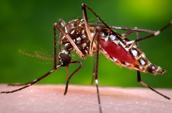 Туристов предупреждают о лихорадке денге в Малайзии