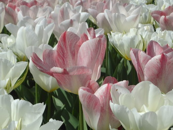 В Нидерландах начался сезон тюльпанов