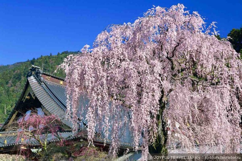400-летняя сакура на горе Минобу