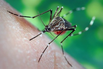 Туристов предупреждают о вспышке лихорадки денге на Филиппинах