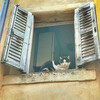 Кошки- любимые кошки Венеции! Они не царапаются!