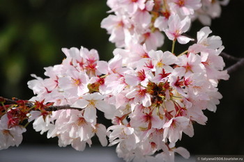 Южная Корея ждёт туристов в период цветения сакуры 