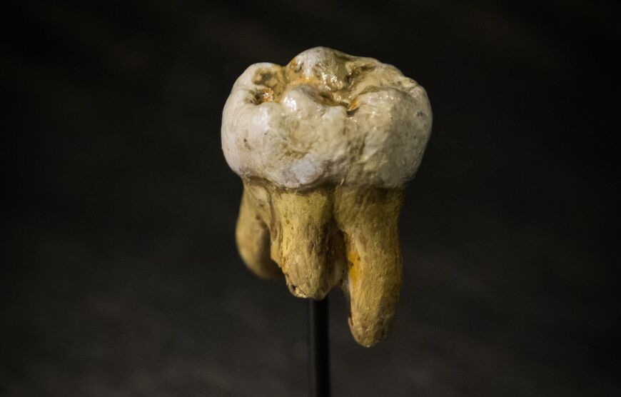 Зуб человека денисовой пещеры