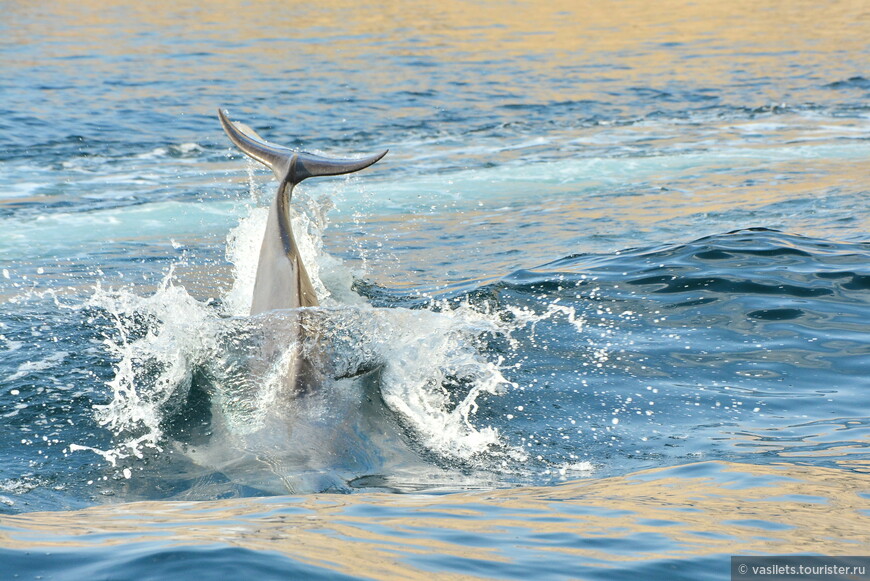 Но нашей лодке дельфины позируют охотнее