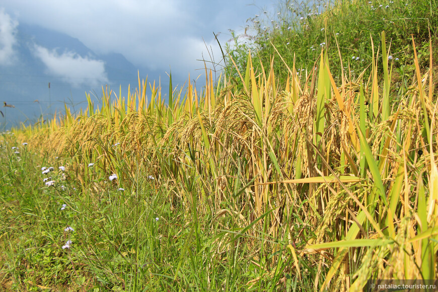 Рисовые террасы Сапы: и печаль и радость
