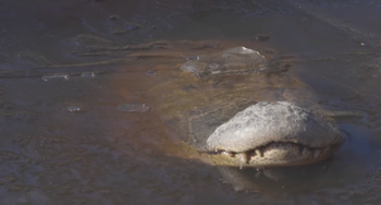 В нацпарке в США аллигаторы вмёрзли в лёд
