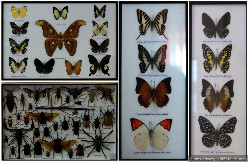 Коллекция насекомых Эльханона Бен-Гуриона