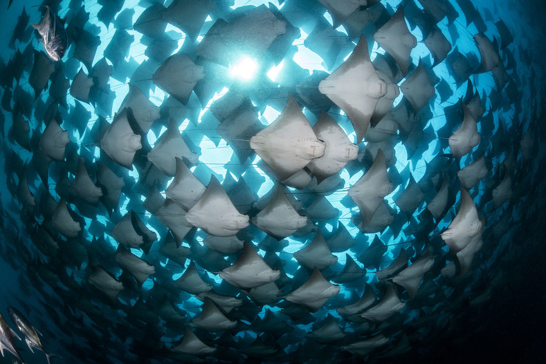20 лучших фотографий подводного мира за минувший год