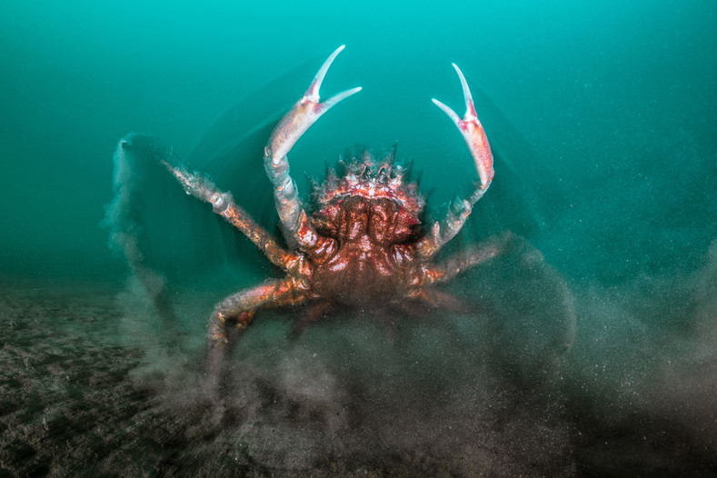 20 лучших фотографий подводного мира за минувший год